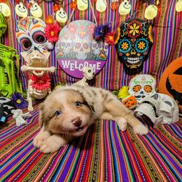 Australian Shepherd Puppies from Firelight Australian Shepherds