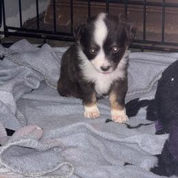 Daisy - Red tri female Toy Australian Shepherd puppy in Humansville, Missouri from Tater Tot aussies