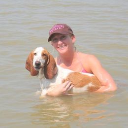 Basset Hound Puppies from Hudson's Hounds