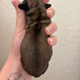 Pecorino - Cream male Dachshund puppy in Lincoln, California from ForeversEdge Doxies