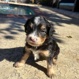 Henry - Tri-color male Bernedoodle puppy in Spring, Texas from Sterling Star Doodles