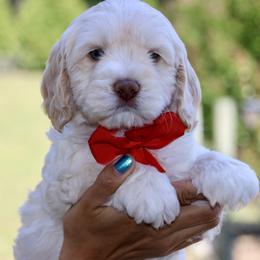 Red - Caramel male Australian Labradoodle puppy in Milton, North Carolina from Good Day Doodles