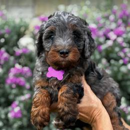 Poppy - Blue merle female Bernedoodle puppy in Millsap, Texas from Gaston’s Posh Poodles and Doodles