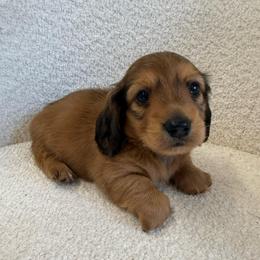 Puppy number one with pie on chest - Red male Dachshund puppy in Spokane, Washington from Dearhaven Doxie