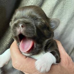 Jonah - Liver and white male Shih Tzu puppy in Hematite, Missouri from Free Range Shih Tzus