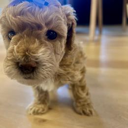 Cavapoo, Cockapoo, Goldendoodle, and Maltipoo Puppies from Perdue Puppies