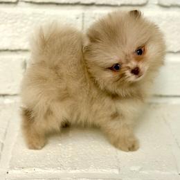 Chocolate Merle boy - Chocolate merle male Pomeranian puppy in Youngstown, Ohio from Peachy Pomeranians