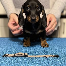 Boy 3 - male Dachshund puppy in Toledo, Ohio from Baldox Dachshunds