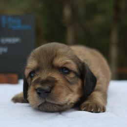 Snoopy (Blue collar) - Cream male Dachshund puppy in Prospect, Oregon from Spunky Sausage Pups