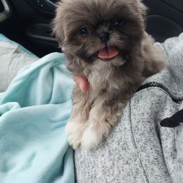 Shih Tzu Puppies from N.F.S.T Imperial ShihTzu Puppies.