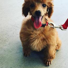 Poodle Puppies from Seattle Sankofa Kennel Club