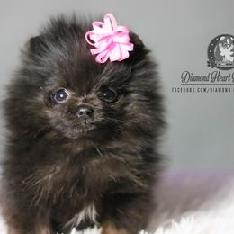 Pomeranians from Diamond Heart Pomeranians