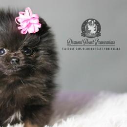 Pomeranians from Diamond Heart Pomeranians