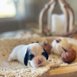 Cookie - Black and white female Cocker Spaniel puppy in Buffalo, Missouri from Thrasher Family Puppies
