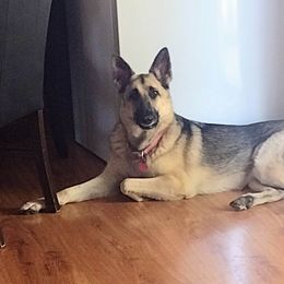 German Shepherd All Grown Up from Freiheit Von Himmel  Shepherds