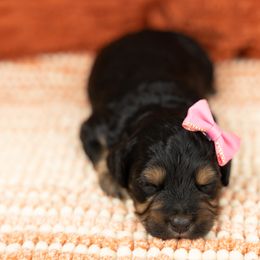 Cockapoo Puppies from Firm Foundation Cockapoos