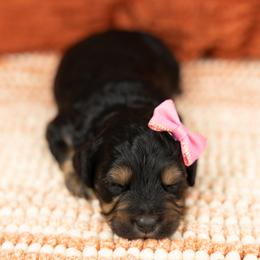 Cockapoo Puppies from Firm Foundation Cockapoos