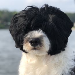 Portuguese Water Dogs from North Shore PWD puppies available to go to their forever homes June 1st!