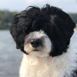 Portuguese Water Dogs from North Shore PWD puppies available to go to their forever homes June 1st!