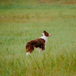 Border Collie All Grown Up from Rising Tide Border Collies