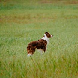 Border Collie All Grown Up from Rising Tide Border Collies