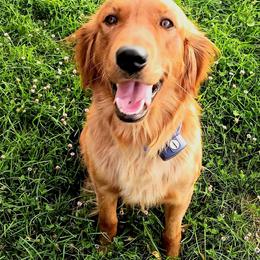 Companion Cross and Golden Retriever Puppies from Happy Tails Mini Goldens