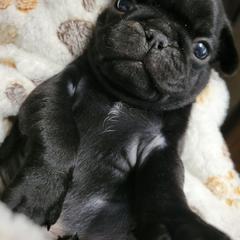 Red Boy - Black male Pug puppy in Weirsdale, Florida from Splash of Color Pug's