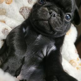 Red Boy - Black male Pug puppy in Weirsdale, Florida from Splash of Color Pug's