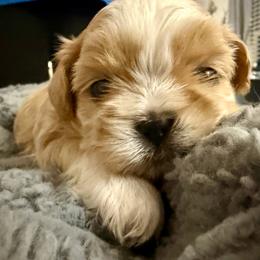 Blue - Liver and white male Shih Tzu puppy in Bardstown, Kentucky from Kelly Clark's Shih Tzu