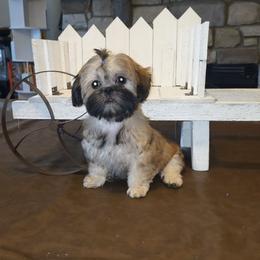 Sable - Brindle female Shih Tzu puppy in Kings Mountain, North Carolina from Britany's Shih Tzus