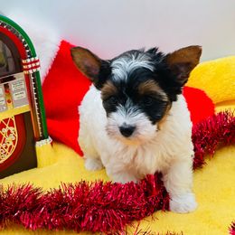 AKC - Ellie 3500 - Black tan and white female Biewer Terrier puppy in Douglas, Georgia from Heartland small breeds