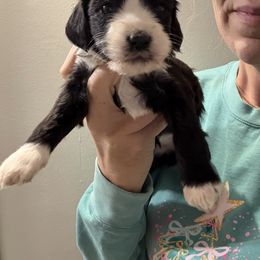 Patsy - Black and white female Bernedoodle puppy in Winfield, Alabama from Rose Lane Doodles