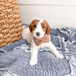 Cuff - Parti male Goldendoodle puppy in Greencastle, Indiana from Willow & Co.