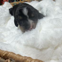 Berry - Piebald male Dachshund puppy in Mansfield, Missouri from Owens Farm