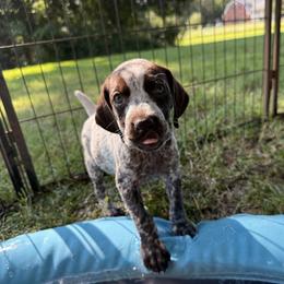Ciabatta (orange) - Liver roan female German Shorthaired Pointer puppy in Marshfield, Missouri from Suma Kennels