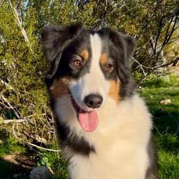 Libby - Australian Shepherd