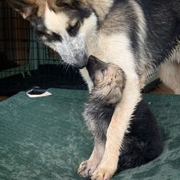 German Shepherd Puppies from Scenic Creek German Shepherds