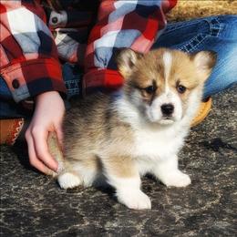 Valerie - Red female Pembroke Welsh Corgi puppy in Coleman, Michigan from Salt Creek Farm Dogs