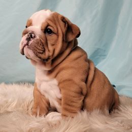 Bulldogs and French Bulldogs from Shameless Bulldogs LLC