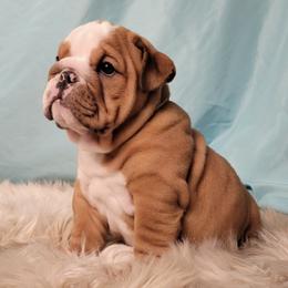 Bulldogs and French Bulldogs from Shameless Bulldogs LLC