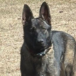 BRITTA - German Shepherd