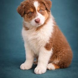 Australian Shepherd Puppies from Bon Temps Ranch