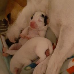 Jack Russell Terrier Puppies from Mischief Managed Jack Russell Terriers