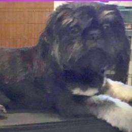 Fonzie - Shih Tzu