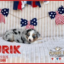 Yurik - Blue merle male Miniature Australian Shepherd puppy in Madisonville, Texas from Flying LL Aussies
