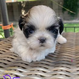 Shih Tzu Puppies from Willow Lane Shih Tzus