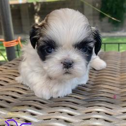 Shih Tzu Puppies from Willow Lane Shih Tzus