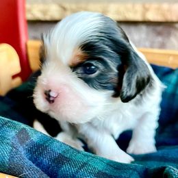 Cavalier King Charles Spaniels from Ridgeview Cavaliers