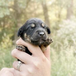 Dachshund Puppies from Crowder Doxies