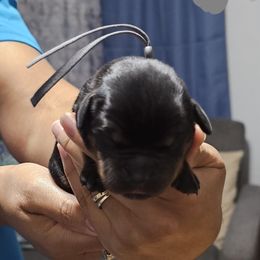 Boy 1 - Black and mahogany male Rottweiler puppy in Seale, Alabama from A & Y Guardian Rottweiler